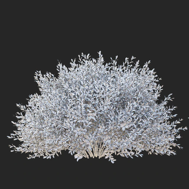 Спирея серая стриженные кусты | Spiraea cinerea grefsheim — Скачать