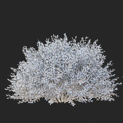 Спирея серая стриженные кусты | Spiraea cinerea grefsheim — Вид 3
