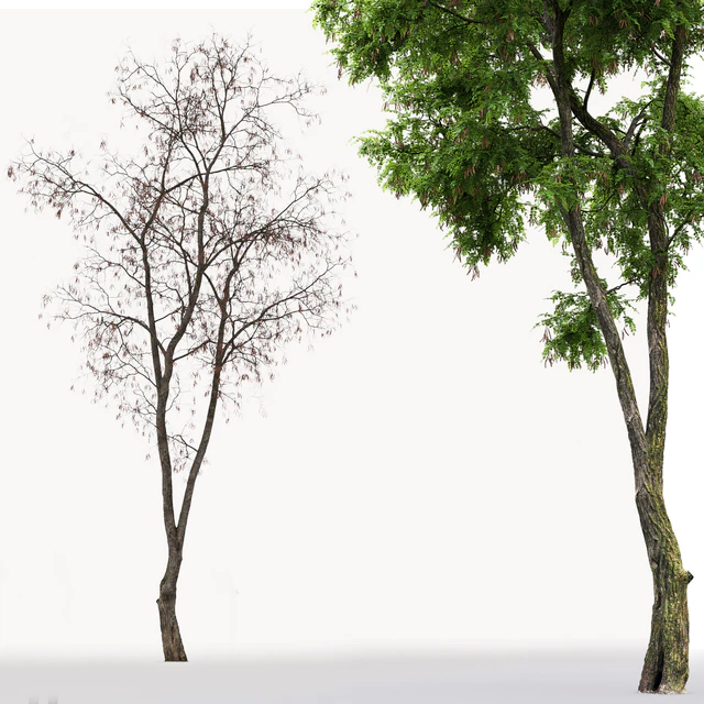 Robinia Pseudoacacia — Descargar