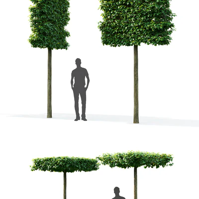 Tilia Europea — Вид 2