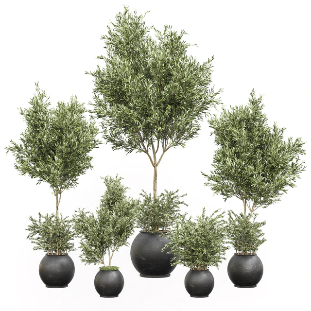 indoor plant olive set 02 — Скачать