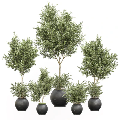 indoor plant olive set 02 — Вид 1