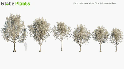 pyrus calleryana winter glow — download