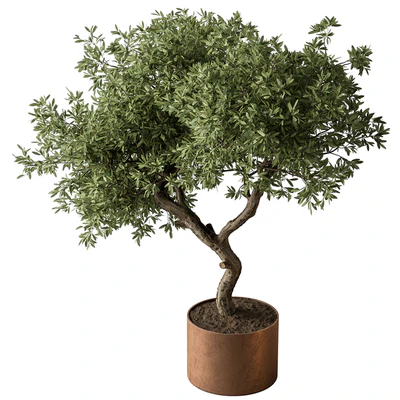 Indoor Plant 573 -Tree in Pot — Ver 2