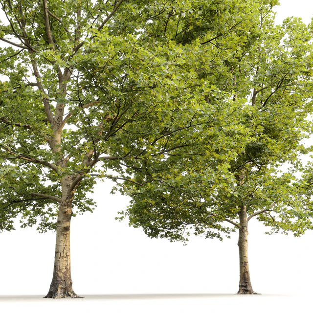 Plane-tree / Sycamore / Platanus #13 — Descargar