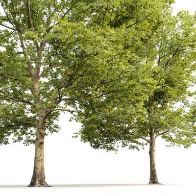 Plane-tree / Sycamore / Platanus #13 — Ver 5