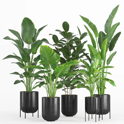 indoor plant set 007 — Вид 1