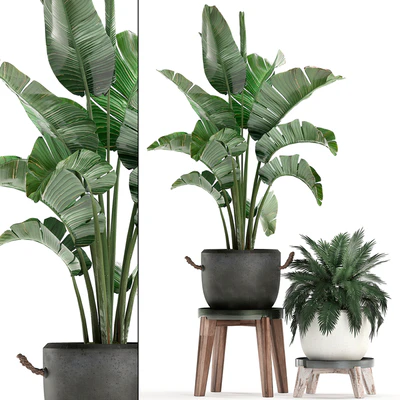 Collection of plants in modern black and white pots with a flower stand Banana palm, strelitzia, palm. Set 459. — Ver 1