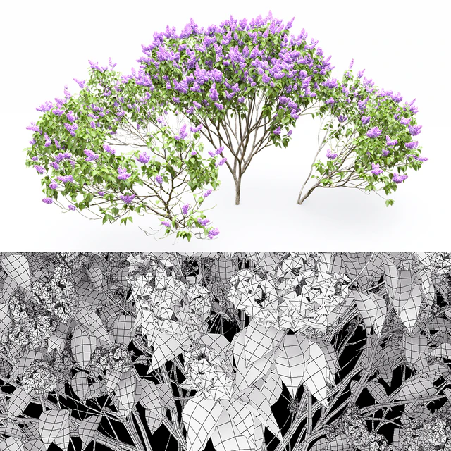 Syringa vulgaris — Скачать