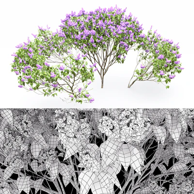 Syringa vulgaris — Вид 2