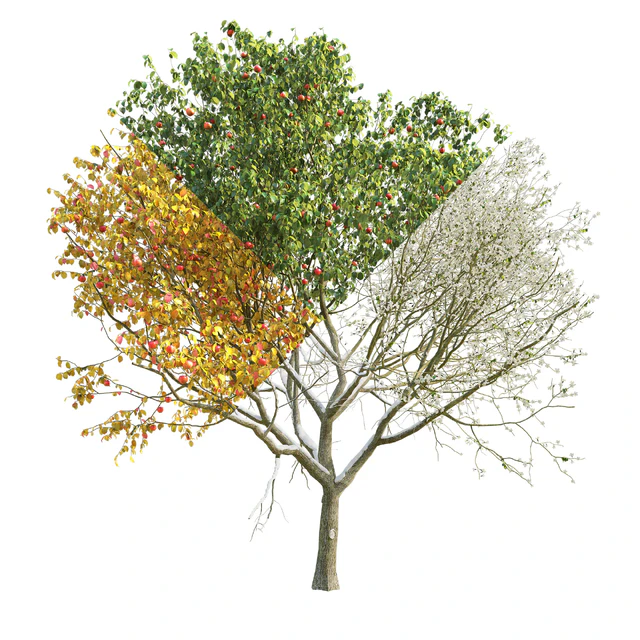 Apple Tree 4 Seasons — Descargar