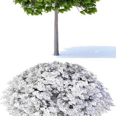 Катальпа бигнониевидная Нана дерево | Catalpa bignonioides Nana — Вид 2