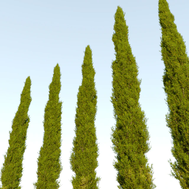 Italian cypress 04 — Descargar