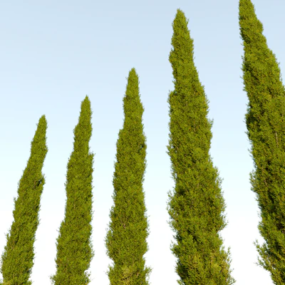 Italian cypress 04 — Ver 2