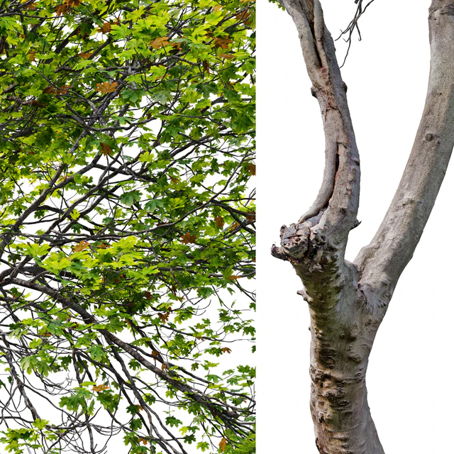 Acer Saccharinum 02 — Скачать