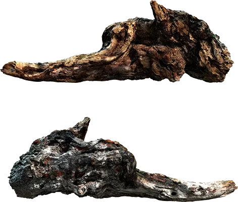 dead tree root 001 — Descargar