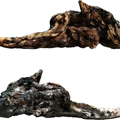 dead tree root 001 — Descargar