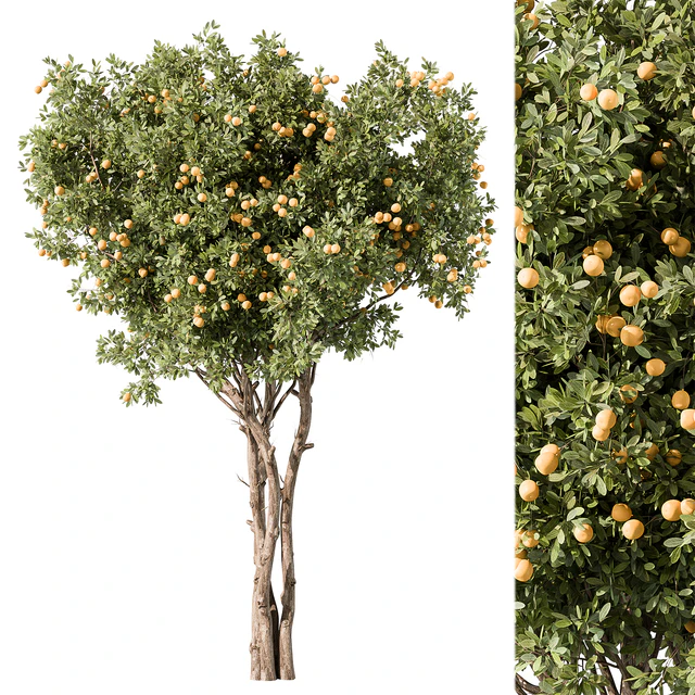 Lemon Tree Set 117 — Скачать