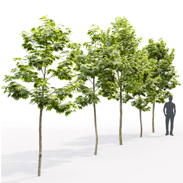 Maple — Descargar