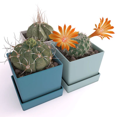 Three cactus — Ver 1