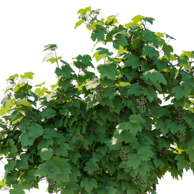 Vines Grapes fruits 02 — Ver 3