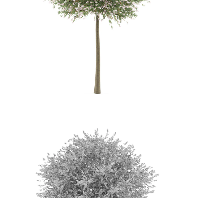 Willow whole-leafed tree | Salix integra 'Hakuro Nishiki' — Descargar