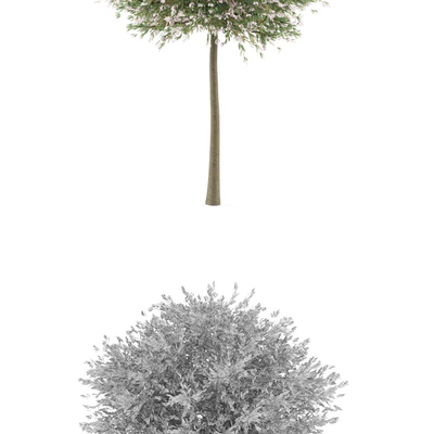 Willow whole-leafed tree | Salix integra 'Hakuro Nishiki' — Ver 2