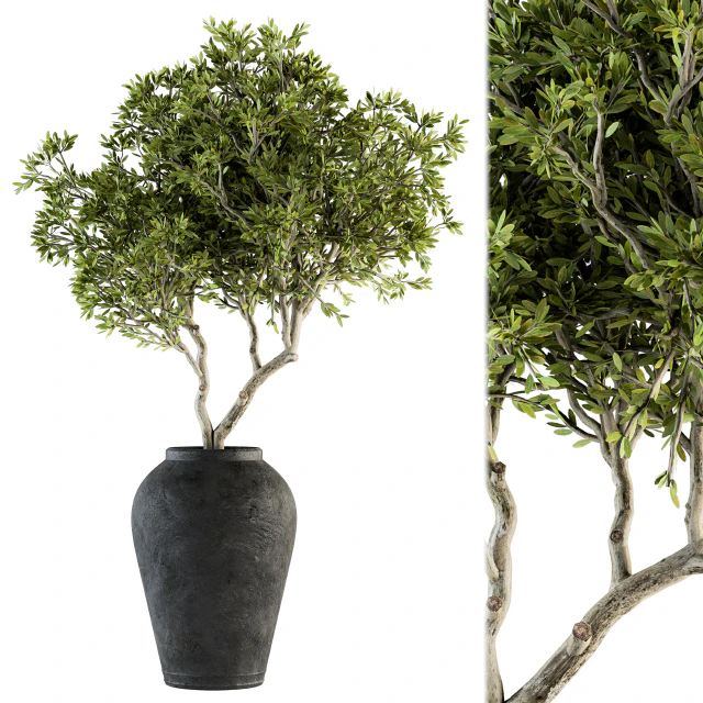indoor Plant Set 128 - Tree in Pot — Скачать