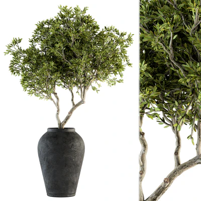 indoor Plant Set 128 - Tree in Pot — Вид 1