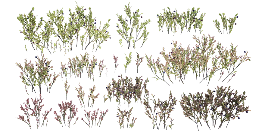bilberry 001 — Descargar