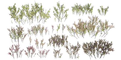 bilberry 001 — Descargar