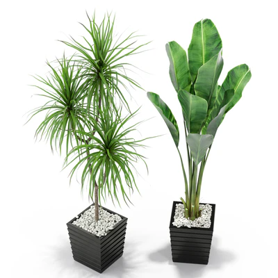 Plants collection 371 — Ver 2