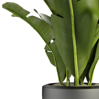 Plant in Pot Flowerpot Exotic Plant — Ver 2