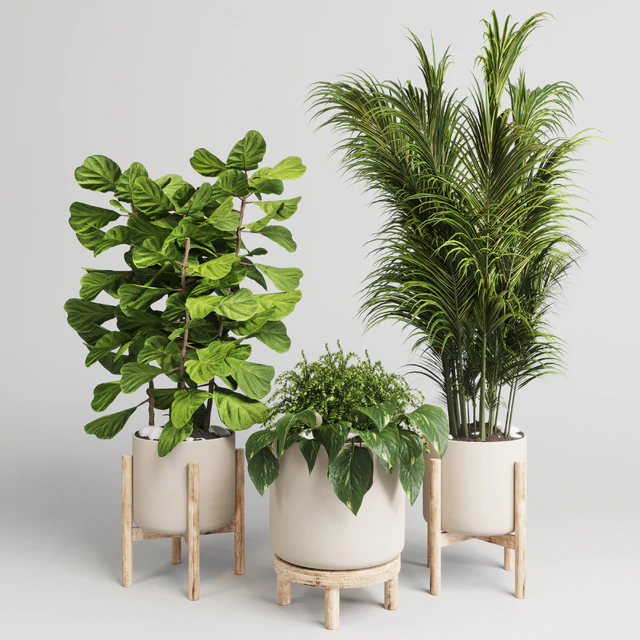 collection Indoor plant 30 -wood vase — Descargar