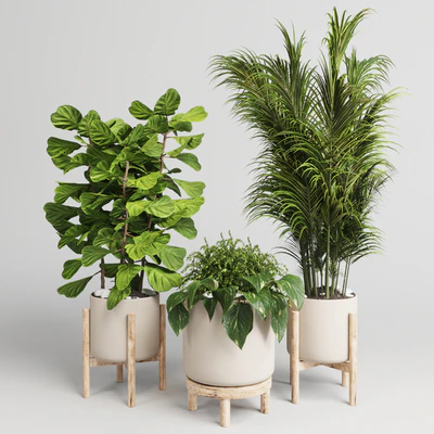 collection Indoor plant 30 -wood vase — Ver 2
