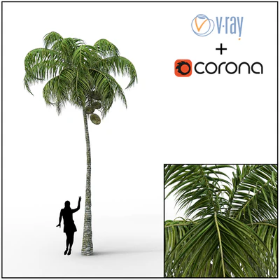 Palm — Ver 1