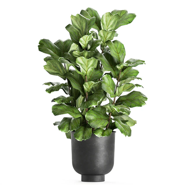 A collection of decorative small trees with large leaves in a black pot Ficus lyrata. Set 854. — Descargar