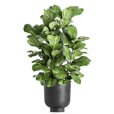 A collection of decorative small trees with large leaves in a black pot Ficus lyrata. Set 854. — Ver 3
