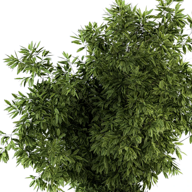 indoor Plant Set 120 - Green and White Set — Скачать