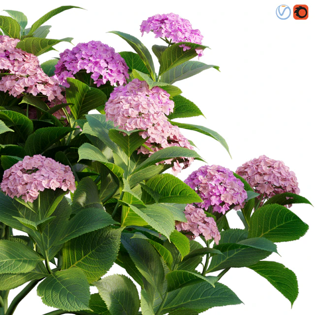 Hydrangea 02 — Скачать
