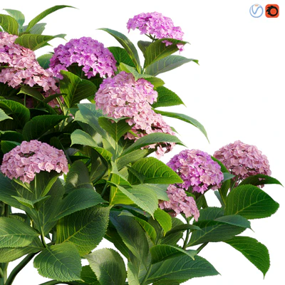 Hydrangea 02 — Вид 4