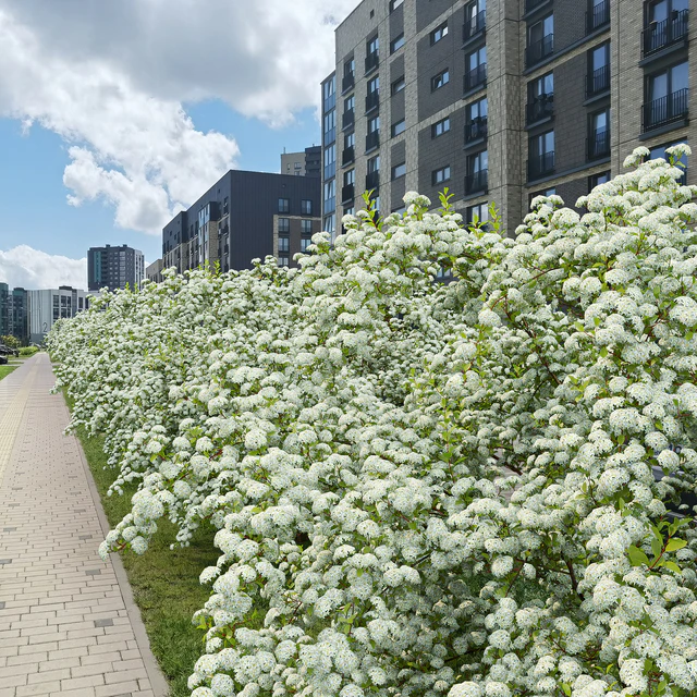 Spiraea Vanhouttei — Скачать