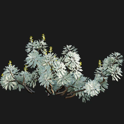 Crossostephium chinense - graphalium spp — Ver 3