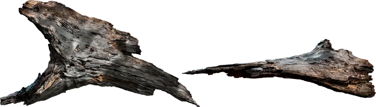 tree bark 019 — Скачать