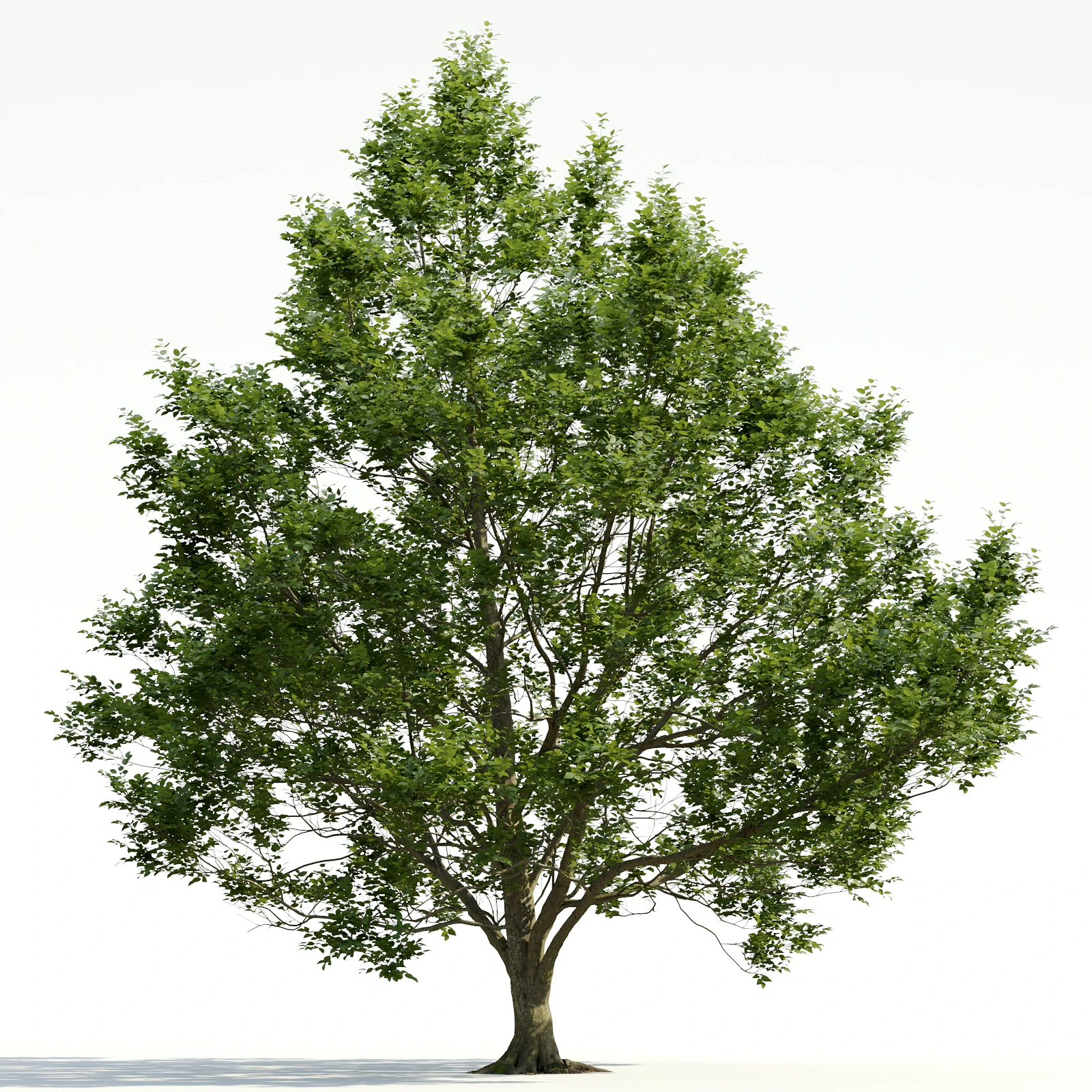 trees and barks 032 — Descargar