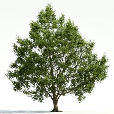 trees and barks 032 — Descargar