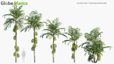 caryota mitis — download