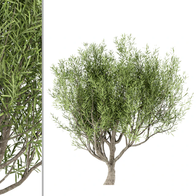 Set of Olive Trees (Olea Europaea) (3 Trees) — Descargar