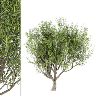 Set of Olive Trees (Olea Europaea) (3 Trees) — Ver 3