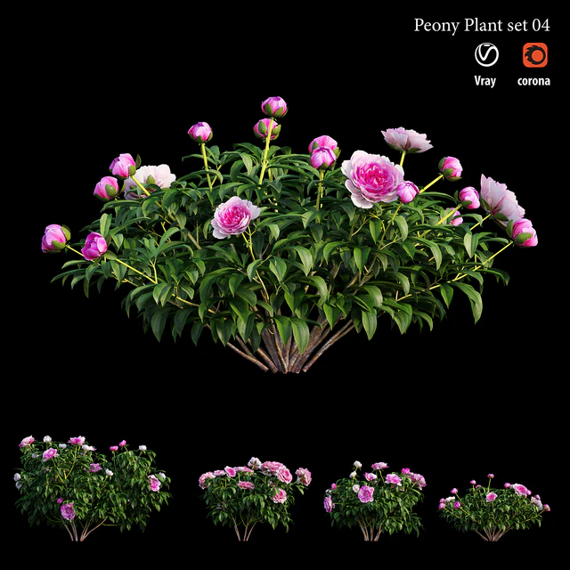 Peony plant set 04 — Descargar